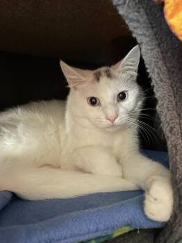 Ghost -  Domestic Short Hair Cat for Adoption in Rochester, Washington - Ghost | PetCurious