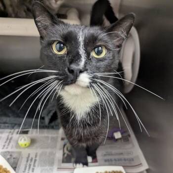 BB -  Domestic Short Hair Cat for Adoption in Springfield, Illinois - BB | PetCurious