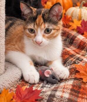Cali -  Domestic Short Hair Cat for Adoption in Liverpool, Texas - Cali | PetCurious
