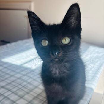 Luke Duke -  Domestic Short Hair Cat for Adoption in Woodbury, New Jersey - Luke Duke | PetCurious
