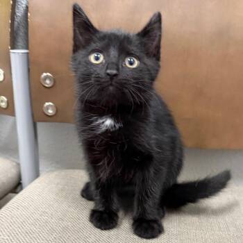 Dutch -  Domestic Short Hair Cat for Adoption in Midland, Texas - Dutch | PetCurious