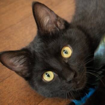 Domestic Short Hair Cats Available for Adoption - Bagheera | PetCurious