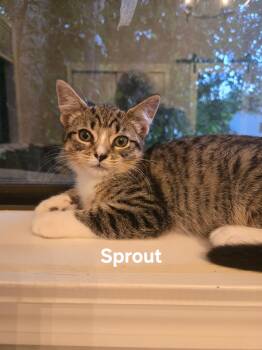 Sprout -  Domestic Short Hair Cat for Adoption in Chicopee, Massachusetts - Sprout | PetCurious
