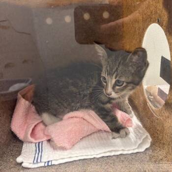 Domestic Short Hair Cats Available for Adoption in Springtown, Texas - CSAS-Stray-826 | PetCurious