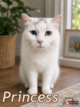 Princess -  Domestic Short Hair Cat for Adoption in Douglasville, Georgia - Princess | PetCurious