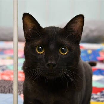Rescue Domestic Short Hair Cats for Adoption in Dallas, Texas - Muffin | PetCurious