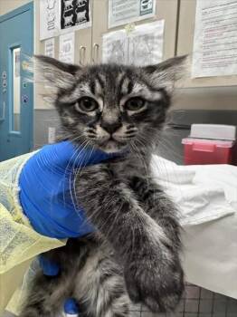 SNOWWHITE -  Domestic Short Hair Cat for Adoption in Las Vegas, Nevada - SNOWWHITE | PetCurious
