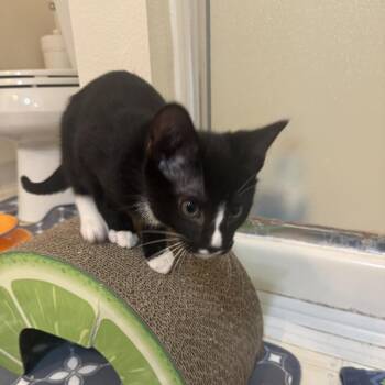 Cadbury -  Domestic Short Hair Cat for Adoption in Los Angeles, California - Cadbury | PetCurious