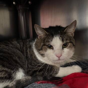 Domestic Short Hair Cats Available for Adoption - Reindeer | PetCurious