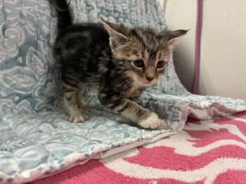 Domestic Short Hair Cats Available for Adoption in Pensacola, Florida - TOMI | PetCurious
