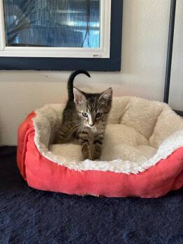 Bear -  Domestic Medium Hair Cat for Adoption in Newberg, Oregon - Bear | PetCurious