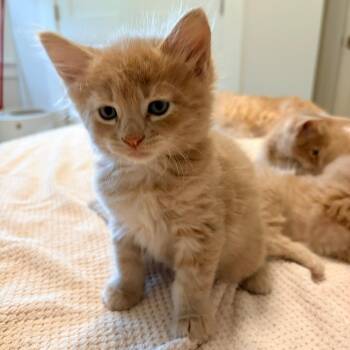 Domestic Medium Hair Cats Available for Adoption in Montclair, New Jersey - Gaston | PetCurious