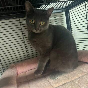 Rosie -  Domestic Short Hair Cat for Adoption in Richmond Dale, Ohio - Rosie | PetCurious
