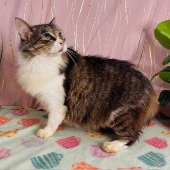 Lola -  Domestic Long Hair Cat for Adoption in Long Beach, Mississippi - Lola | PetCurious