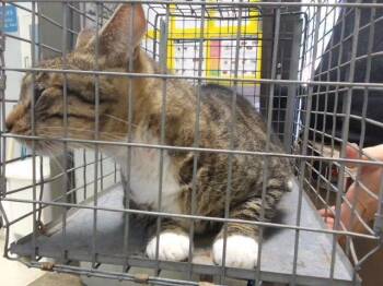 A184441 -  Domestic Short Hair Cat for Adoption in Tulsa, Oklahoma - A184441 | PetCurious