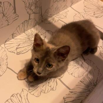 Helicopter -  Domestic Short Hair Cat for Adoption in Rocky Mount, Virginia - Helicopter | PetCurious