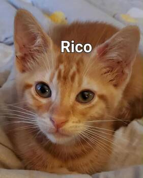 Rescue Domestic Short Hair Cats for Adoption in Gun Barrel City, Texas - Rico | PetCurious