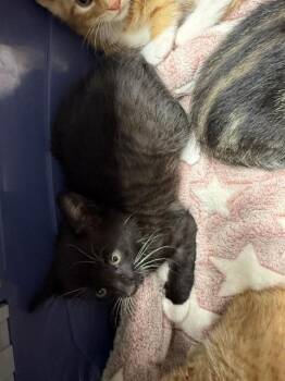 DAHLIA -  Domestic Short Hair Cat for Adoption in Stockton, California - DAHLIA | PetCurious