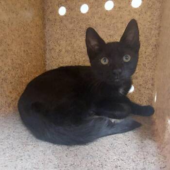 Shetland -  Domestic Short Hair Cat for Adoption in Reno, Nevada - Shetland | PetCurious