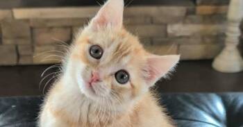 Liberty -  Domestic Medium Hair Cat for Adoption in Emporia, Kansas - Liberty | PetCurious