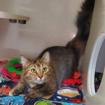 Domestic Medium Hair Cats Available for Adoption in Hutchinson, Minnesota - Paisley | PetCurious