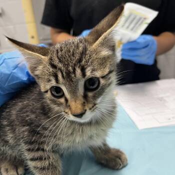 Tom Nook -  Domestic Short Hair Cat for Adoption in Summerville, South Carolina - Tom Nook | PetCurious