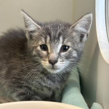 Totoro -  Domestic Short Hair Cat for Adoption in Middletown, New York - Totoro | PetCurious