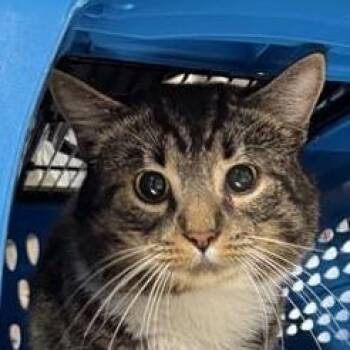 Domestic Short Hair Cats Available for Adoption - Smoop | PetCurious