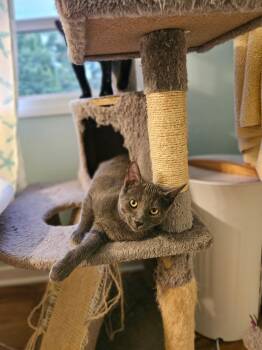 Mike -  Domestic Short Hair Cat for Adoption in Hudsonville, Michigan - Mike | PetCurious
