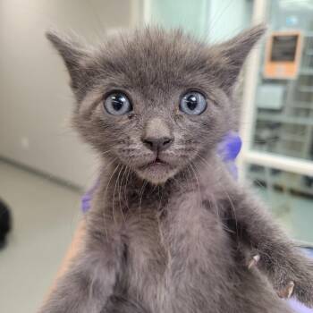 Kaiser -  Domestic Short Hair Cat Available for Adoption in Westminster, California - Kaiser | PetCurious