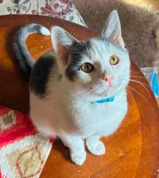 Lucky -  Domestic Short Hair Cat for Adoption in Knoxville, Tennessee - Lucky | PetCurious