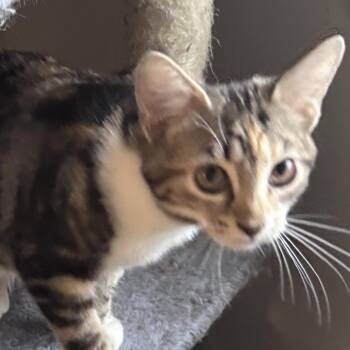 Domestic Short Hair Cats Available for Adoption - Pop (AKA Poppi) | PetCurious