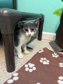 Yale -  Domestic Short Hair Cat for Adoption in Harbor Springs, Michigan - Yale | PetCurious