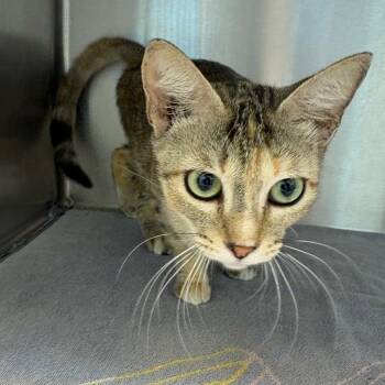 Domestic Short Hair Cats Available for Adoption in Englewood, Florida - Trixie | PetCurious