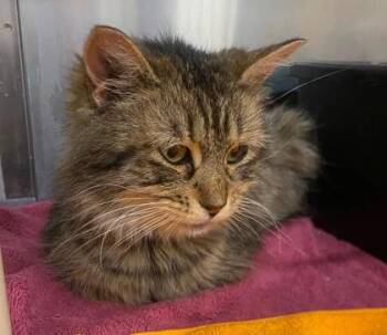 Rhaenyra -  Domestic Medium Hair and Domestic Short Hair Cat for Adoption in Hobart, Indiana - Rhaenyra | PetCurious