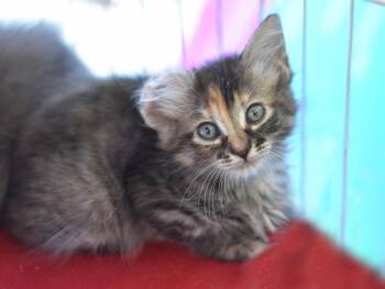 Freya van Gogh -  Domestic Long Hair and Calico Cat for Adoption in Montgomery, Texas - Freya Van Gogh | PetCurious