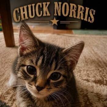 Chuck Norris - needs another -  Domestic Short Hair Cat for Adoption in Manchester, New Hampshire - Chuck Norris - Needs Another | PetCurious