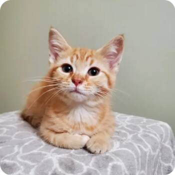 Murphy -  Domestic Short Hair Cat for Adoption in Reeseville, Wisconsin - Murphy | PetCurious