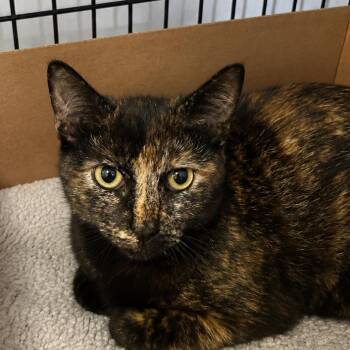 Carly -  Domestic Short Hair Cat for Adoption in Corbin, Kentucky - Carly | PetCurious