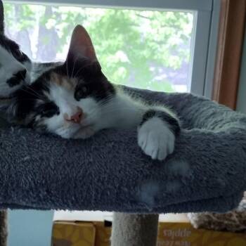 Domestic Short Hair Cats Available for Adoption - Aurora C11227 | PetCurious