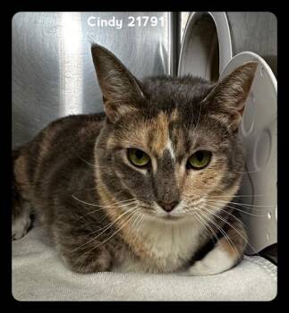 CINDY -  Domestic Short Hair Cat for Adoption in Marietta, Georgia - CINDY | PetCurious