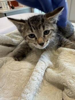 Spock -  Domestic Short Hair Cat for Adoption in Lafayette, Indiana - Spock | PetCurious