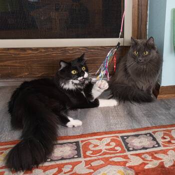 Bella & Billie -  Domestic Long Hair Cat for Adoption in New Berlin, Wisconsin - Bella & Billie | PetCurious
