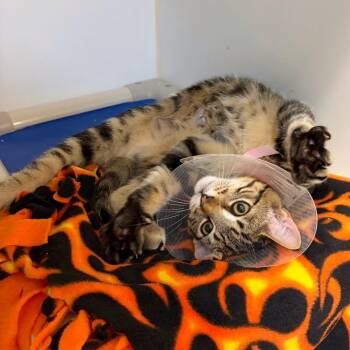 Barrel -  Domestic Short Hair Cat for Adoption in Woodinville, Washington - Barrel | PetCurious