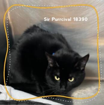 Domestic Short Hair Cats Available for Adoption in Marietta, Georgia - SIR PURRCIVAL | PetCurious