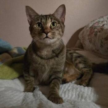Rescue Domestic Long Hair and Tabby Cats for Adoption in Liverpool, Texas - Honey | PetCurious