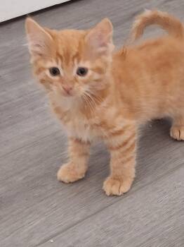 Roulette -  Domestic Medium Hair Cat Available for Adoption in San Diego, California - Roulette | PetCurious
