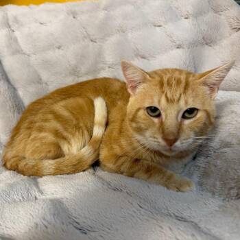 Carl -  Domestic Short Hair Cat for Adoption in Lewisville, Texas - Carl | PetCurious