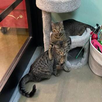 Domestic Short Hair Cats Available for Adoption in Bellmawr, New Jersey - Robin & Ivy | PetCurious