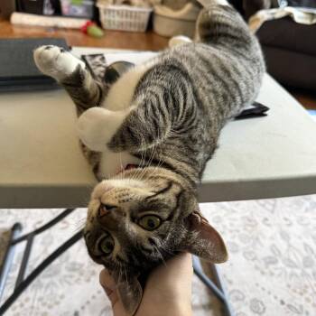 Maverick -  Domestic Short Hair Cat for Adoption in Zimmerman, Minnesota - Maverick | PetCurious